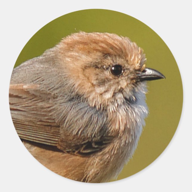 Sticker Rond Bushtit au printemps (Devant)