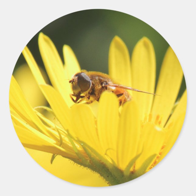 Sticker Rond Busy Bee (Devant)