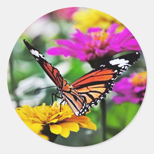 Sticker Rond Butterfly on Flowers #2 (Devant)