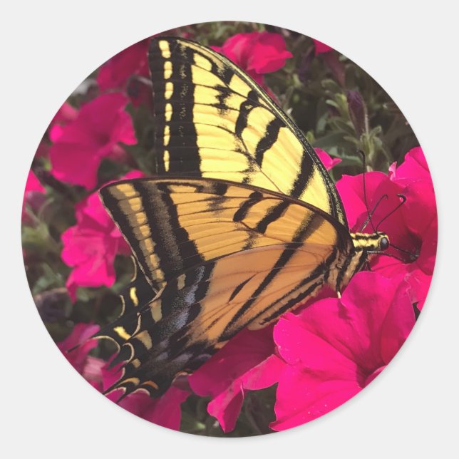 Sticker Rond Butterfly on Pink Petunia Flowers Springtime (Devant)