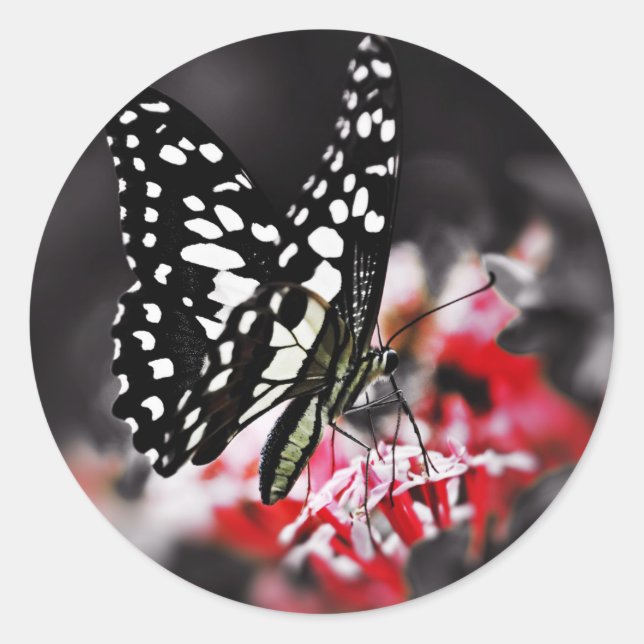 Sticker Rond Butterfly on Red Flower (Devant)