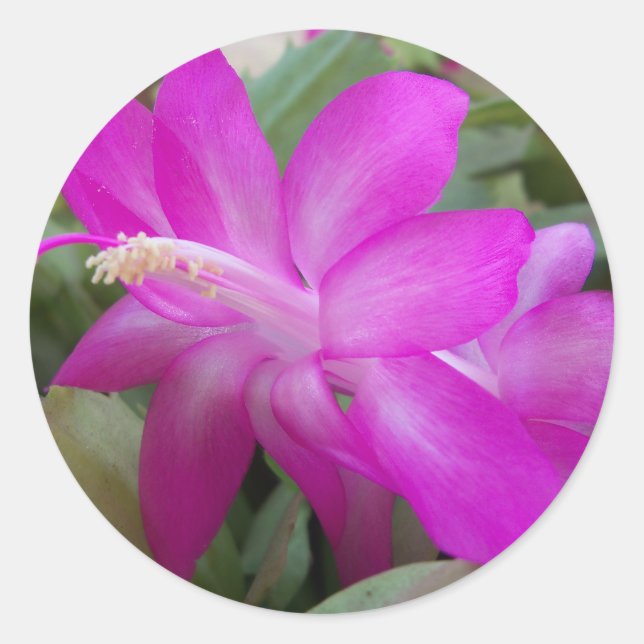 Sticker Rond Cactus de Noël rose (Devant)