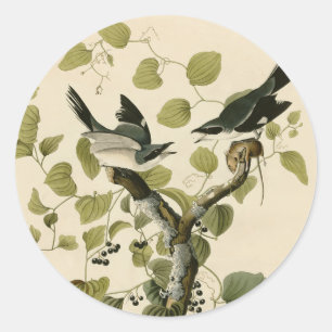 Sticker Rond Cadeau vintage Audubon Loggerhead Shrike Painting