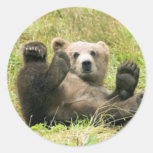 Sticker Rond Cadeaux de l'ours Brown Kodiak (Devant)