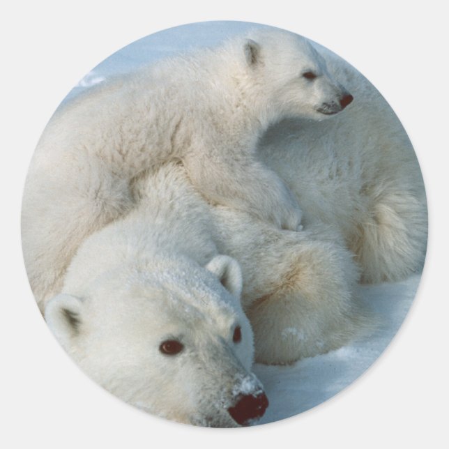 Sticker Rond Cadeaux Polar_bear_with_cub (Devant)