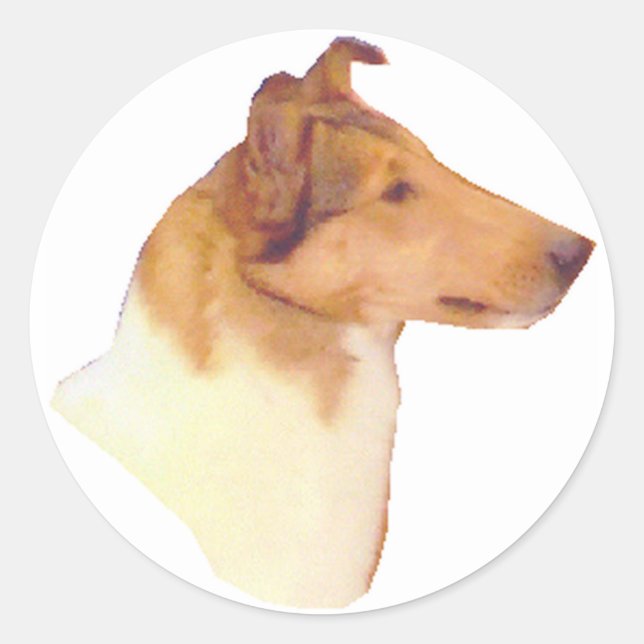 Sticker Rond Cadeaux Smooth Collie (Devant)