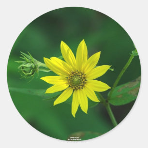 Sticker Rond Cadeaux tournesol boisé du parc national de Hot Sp