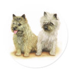 Cairn Terrier