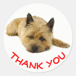 Sticker Rond Cairn Terrier chiot chien rouge Merci