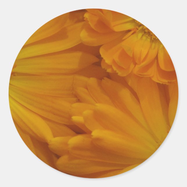 Sticker Rond Calendula (Devant)