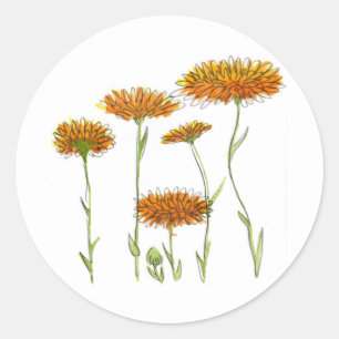 Sticker Rond Calendulaire