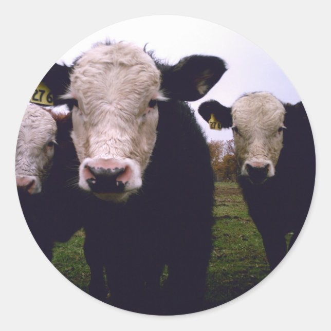 Sticker Rond Calf Trio (Devant)