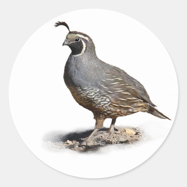 STICKER ROND CALIFORNIE QUAIL (Devant)