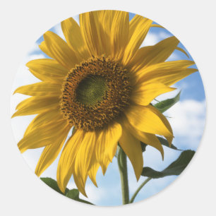 Sticker Rond Californie, un tournesol géant (Helianthus) 4