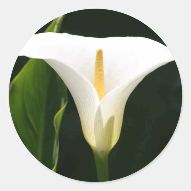 Sticker Rond Calla Lily (Devant)
