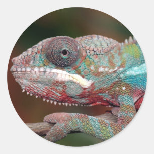 Sticker Rond caméléon