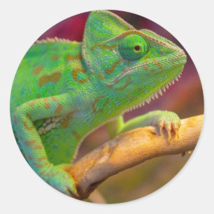 Sticker Rond Caméléon vert