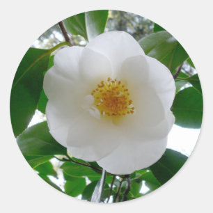 Sticker Rond Camellia blanche