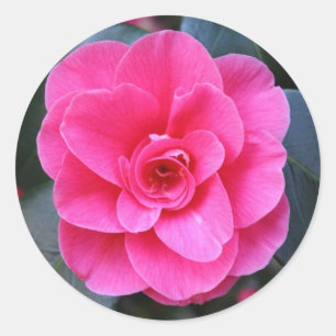 Sticker Rond Camellia rose