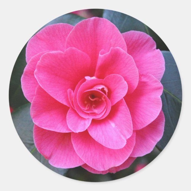 Sticker Rond Camellia rose (Devant)