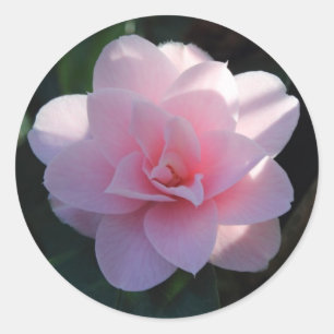 Sticker Rond Camellia rose