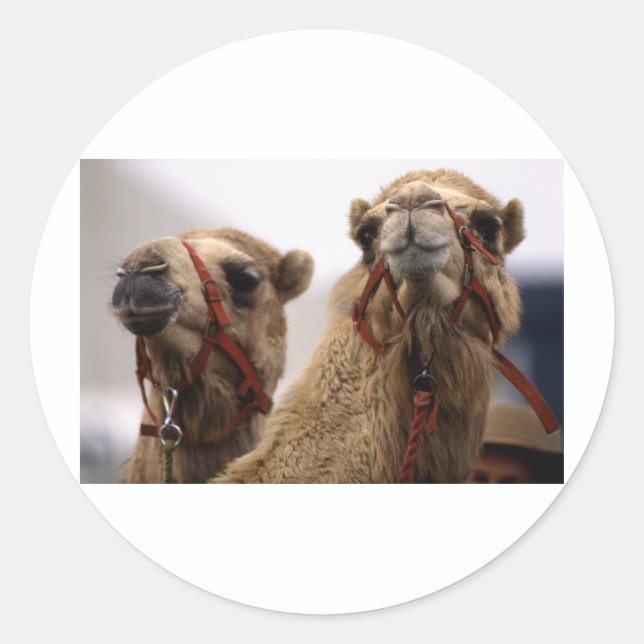 Sticker Rond Camels (Devant)