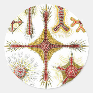 Sticker Rond Camomille sauvage par Ernst Haeckel, Nature vintag
