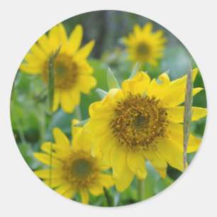 Sticker Rond Canada, Colombie-Britannique, Île de Vancouver 5