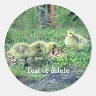 Sticker Rond Canada Goose Babies Nature Personnalisée