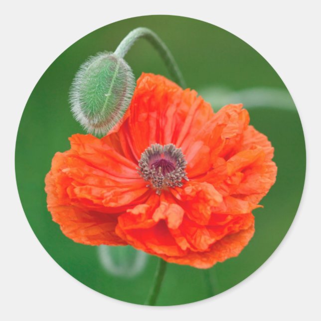 Sticker Rond Canada, Nouveau-Brunswick, , (Devant)