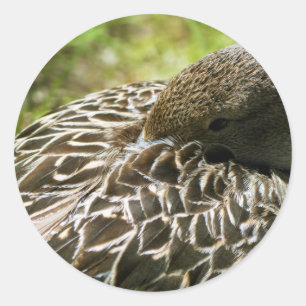 Sticker Rond Canard