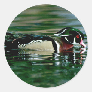 Sticker Rond Canard à bois (Drake)