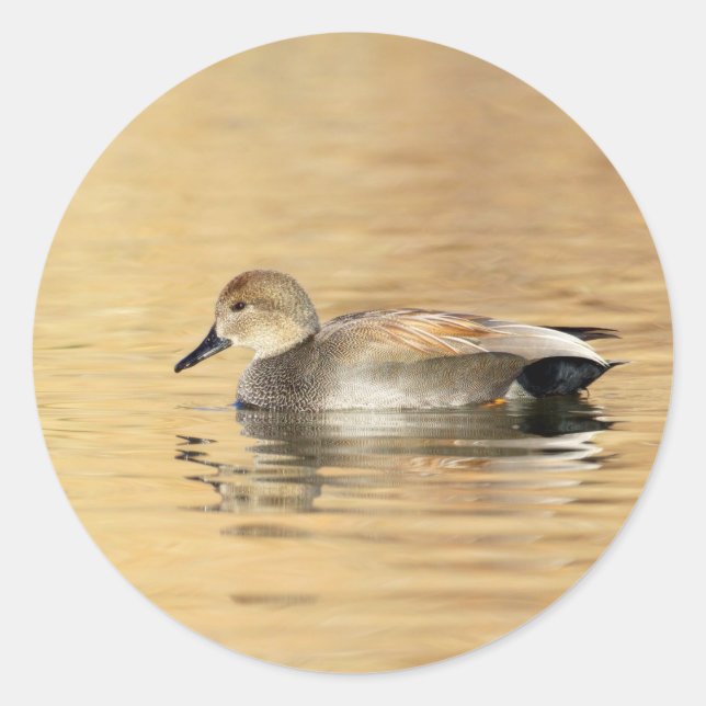 Sticker Rond Canard à mâle (Devant)