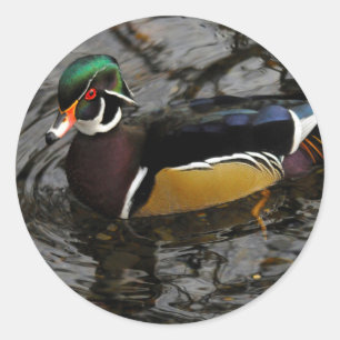 Sticker Rond Canard branchu mâle à Crystal Springs Rhododendron