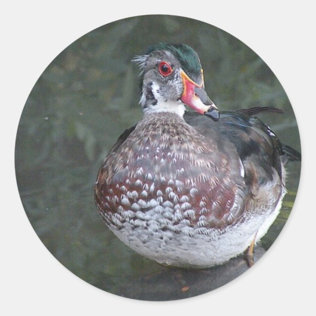 Sticker Rond Canard de bois (Devant)