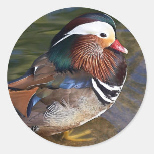 Sticker Rond Canard de mandarine