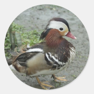 Sticker Rond Canard de mandarine