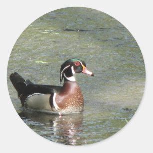 Sticker Rond Canard en bois