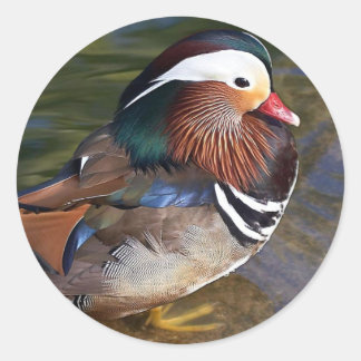 Sticker Rond Canard mandarin