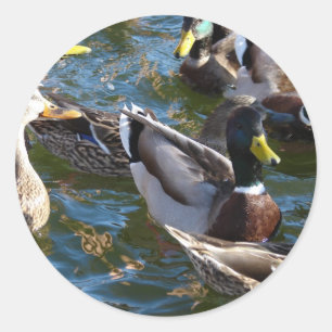 Sticker Rond Canards affamés