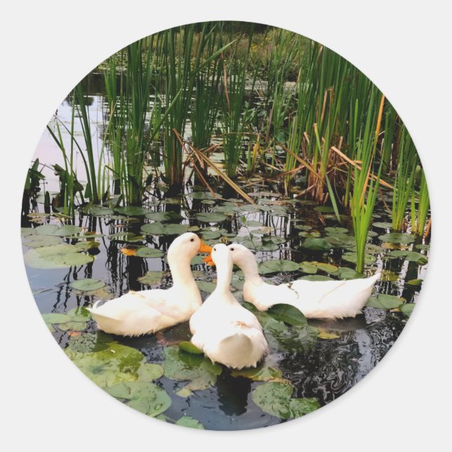 Sticker Rond Canards blancs, caleçons, cattails, lac (Devant)