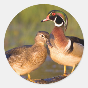 Sticker Rond Canards branchus et femelle sur une bûche dans une