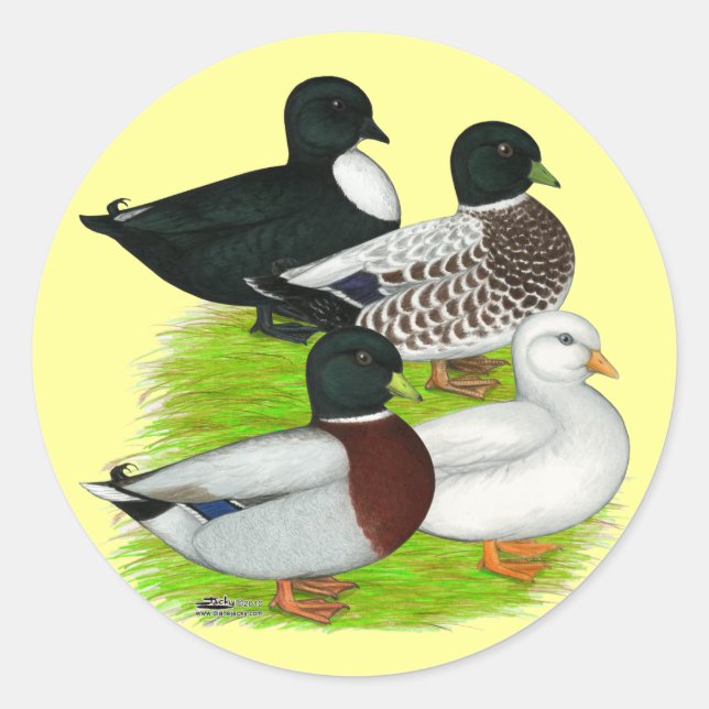 Sticker Rond Canards : Call Quartet (Devant)