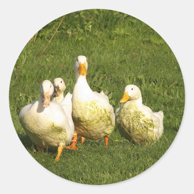 Sticker Rond canards, vivants, prairies, animaux, ferme, vie ru (Devant)