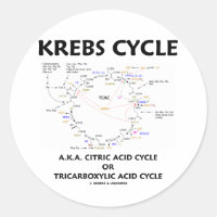 Cancer Cycle A.K.A.