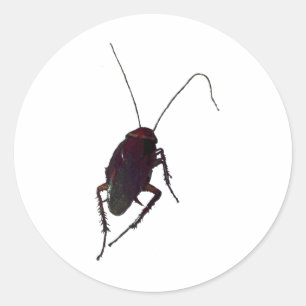 Sticker Rond Cancrelat croquant
