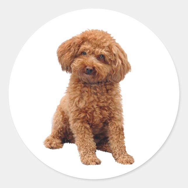 Sticker Rond Caniche - Jouet (Abricot) (Devant)