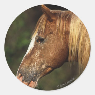 Sticker Rond Capture d'écran Appaloosa Horse 1