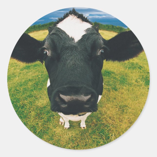 Sticker Rond Capture d'écran de la vache friésienne (Devant)