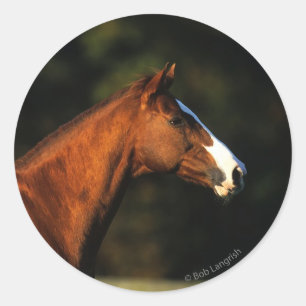 Sticker Rond Capture d'écran du cheval Thoroughbred